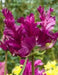 Negrita Parrot Tulip'  (10 Bulbs) Negrita  flowers - Caribbean garden seed