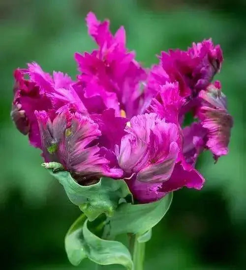 Negrita Parrot Tulip'  (10 Bulbs) Negrita  flowers - Caribbean garden seed