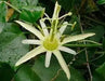 NATIVE PASSIONFRUIT (5 SEEDS) Tropical Vine - Caribbean garden seed