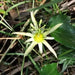 NATIVE PASSIONFRUIT (5 SEEDS) Tropical Vine - Caribbean garden seed