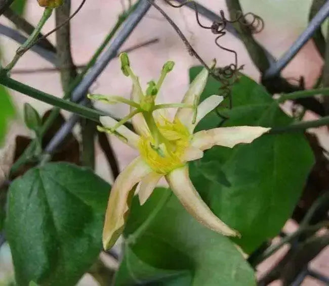 NATIVE PASSIONFRUIT (5 SEEDS) Tropical Vine - Caribbean garden seed