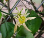 NATIVE PASSIONFRUIT (5 SEEDS) Tropical Vine - Caribbean garden seed