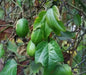NATIVE PASSIONFRUIT (5 SEEDS) Tropical Vine - Caribbean garden seed