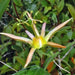NATIVE PASSIONFRUIT (5 SEEDS) Tropical Vine - Caribbean garden seed