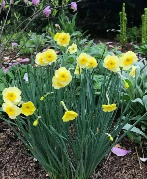 Narcissus Bulb- Mini Daffodil ,Sun Disc, perfect for rock gardens, - Caribbean garden seed
