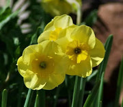 Narcissus Bulb- Mini Daffodil ,Sun Disc, perfect for rock gardens, - Caribbean garden seed
