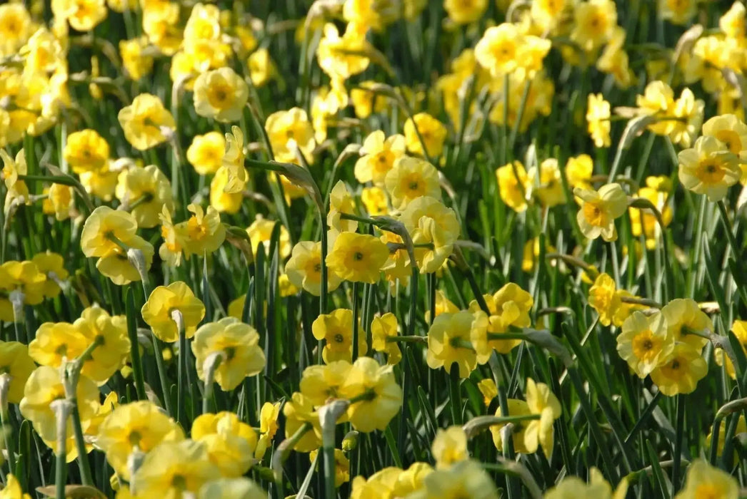 Narcissus Bulb- Mini Daffodil ,Sun Disc, perfect for rock gardens, - Caribbean garden seed