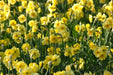 Narcissus Bulb- Mini Daffodil ,Sun Disc, perfect for rock gardens, - Caribbean garden seed