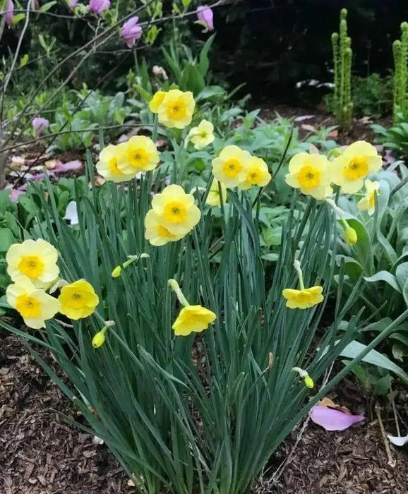 Narcissus Bulb- Mini Daffodil ,Sun Disc, perfect for rock gardens, - Caribbean garden seed