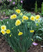 Narcissus Bulb- Mini Daffodil ,Sun Disc, perfect for rock gardens, - Caribbean garden seed