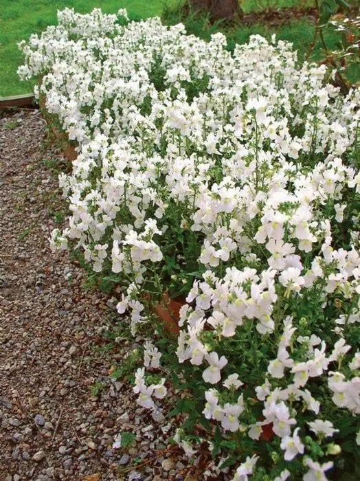 Nemesia Seeds-White Knight - Nemesia Strumosa-Wonderful in containers- perennial - Caribbean garden seed