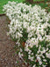 Nemesia Seeds-White Knight - Nemesia Strumosa-Wonderful in containers- perennial - Caribbean garden seed