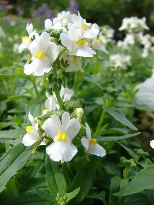Nemesia Seeds-White Knight - Nemesia Strumosa-Wonderful in containers- perennial - Caribbean garden seed
