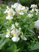 Nemesia Seeds-White Knight - Nemesia Strumosa-Wonderful in containers- perennial - Caribbean garden seed