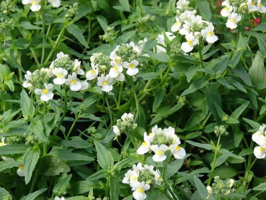Nemesia Seeds-White Knight - Nemesia Strumosa-Wonderful in containers- perennial - Caribbean garden seed