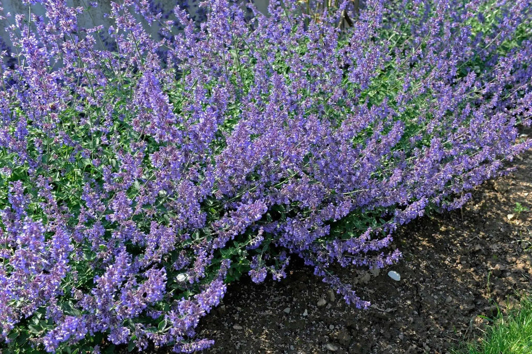 nepeta sylvester blue catmint FLOWERS , BAREROOT PLANT - Caribbean garden seed