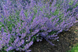 nepeta sylvester blue catmint FLOWERS , BAREROOT PLANT - Caribbean garden seed