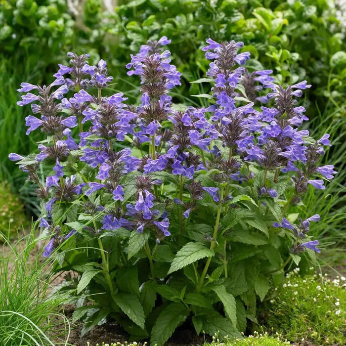 nepeta sylvester blue catmint FLOWERS , BAREROOT PLANT - Caribbean garden seed
