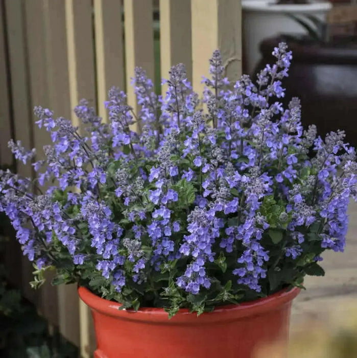 nepeta sylvester blue catmint FLOWERS , BAREROOT PLANT - Caribbean garden seed