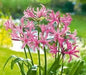 Nerine Lily ( 2 Plants) Spider Lily - Caribbean garden seed