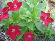 Nicotiana Alata Seeds ,Crimson , Flowering Tobacco, - Caribbean garden seed
