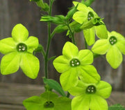 Nicotiana Seeds - Lime Green (Nicotiana Alata ) Flowering Tobacco - Caribbean garden seed
