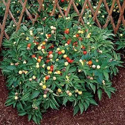 NOSEGAY PEPPERS Seeds (Capsicum: Annuum ) - They are edible, and can used as an ornamental,Pretty little OP heirloom from Chile - Caribbean garden seed