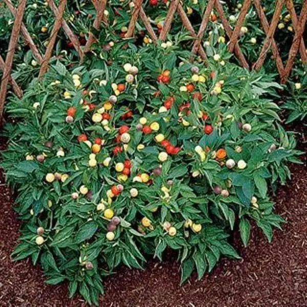 NOSEGAY PEPPERS Seeds (Capsicum: Annuum ) - They are edible, and can used as an ornamental,Pretty little OP heirloom from Chile - Caribbean garden seed
