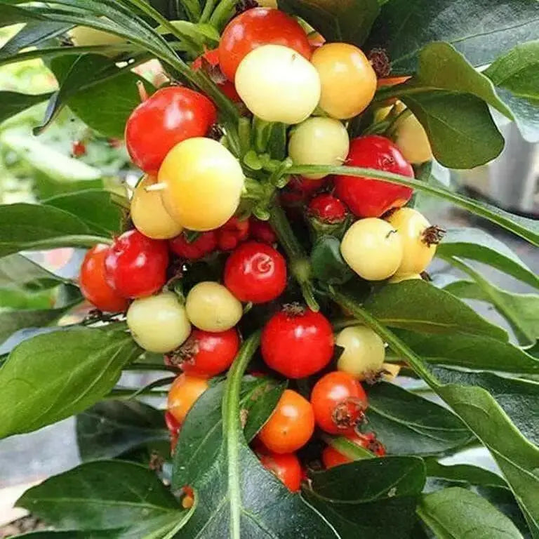 NOSEGAY PEPPERS Seeds (Capsicum: Annuum ) - They are edible, and can used as an ornamental,Pretty little OP heirloom from Chile - Caribbean garden seed