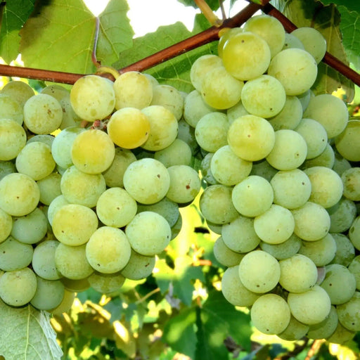 Niagara GREEN GRAPE VINE,2 YR LIVE Plant, - Caribbean garden seed