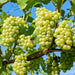 Niagara GREEN GRAPE VINE,2 YR LIVE Plant, - Caribbean garden seed