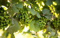 Niagara GREEN GRAPE VINE,2 YR LIVE Plant, - Caribbean garden seed