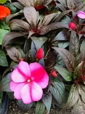 New Guinea Impatiens , Red bicolor(LIVE STARTER PLANTS) - Caribbean garden seed