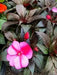New Guinea Impatiens , Red bicolor(LIVE STARTER PLANTS) - Caribbean garden seed