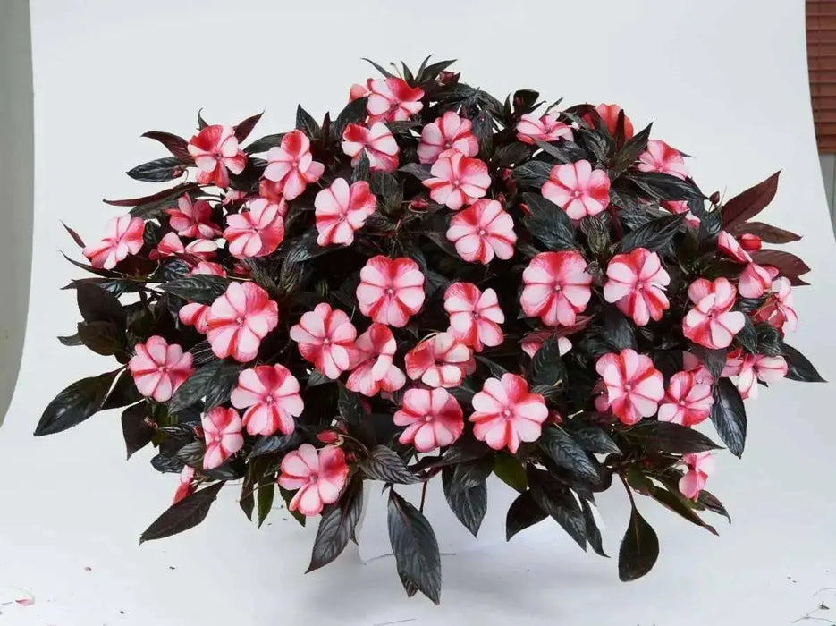 New Guinea Impatiens , Red bicolor(LIVE STARTER PLANTS) - Caribbean garden seed