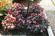 New Guinea Impatiens , Red bicolor(LIVE STARTER PLANTS) - Caribbean garden seed