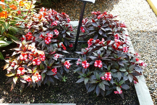 New Guinea Impatiens , Red bicolor(LIVE STARTER PLANTS) - Caribbean garden seed