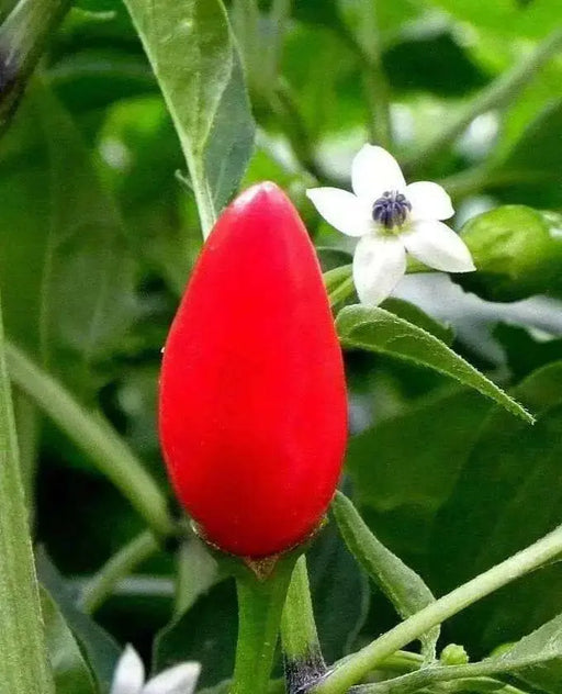 Numex Bailey ,Hot Pepper Seeds,Capsicum annuum - Caribbean garden seed