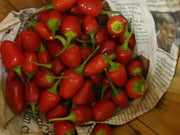 Numex Bailey ,Hot Pepper Seeds,Capsicum annuum - Caribbean garden seed