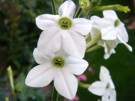 Nicotiana Seeds - WHITE (Nicotiana Alata), Flowering Tobacco - Caribbean garden seed