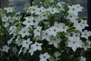 Nicotiana Seeds - WHITE (Nicotiana Alata), Flowering Tobacco - Caribbean garden seed
