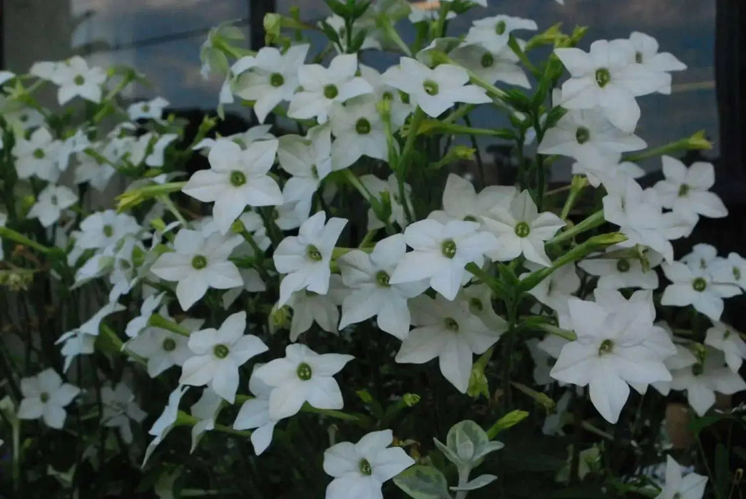 Nicotiana Seeds - WHITE (Nicotiana Alata), Flowering Tobacco - Caribbean garden seed