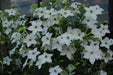 Nicotiana Seeds - WHITE (Nicotiana Alata), Flowering Tobacco - Caribbean garden seed