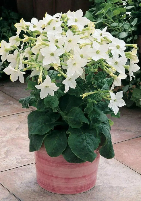 Nicotiana Seeds - WHITE (Nicotiana Alata), Flowering Tobacco - Caribbean garden seed
