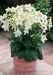 Nicotiana Seeds - WHITE (Nicotiana Alata), Flowering Tobacco - Caribbean garden seed