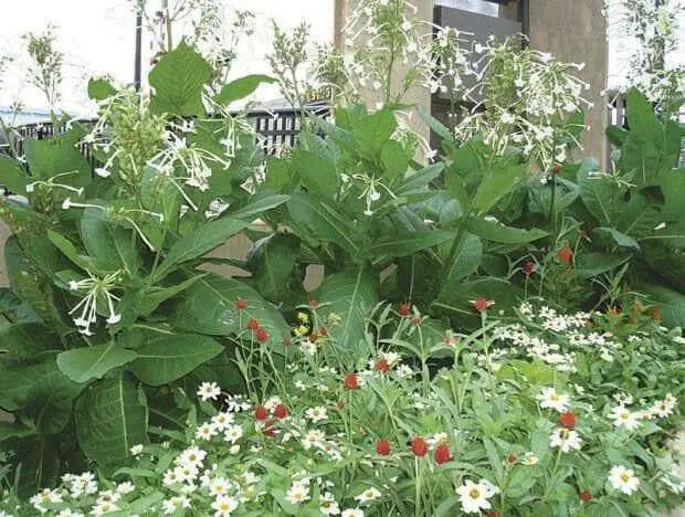 Nicotiana Seeds - WHITE (Nicotiana Alata), Flowering Tobacco - Caribbean garden seed
