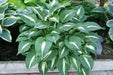 Night Before Christmas (Bareroot PLANT) Perennial - Caribbean garden seed
