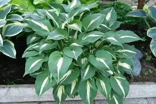 Night Before Christmas (Bareroot PLANT) Perennial - Caribbean garden seed
