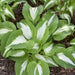 Night Before Christmas (Bareroot PLANT) Perennial - Caribbean garden seed