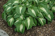 Night Before Christmas (Bareroot PLANT) Perennial - Caribbean garden seed